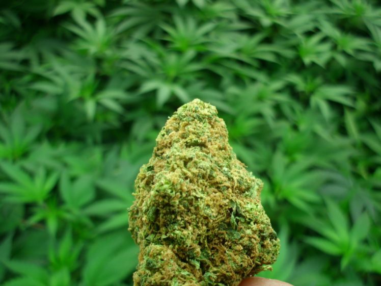 The best online store to buy weed online post thumbnail image