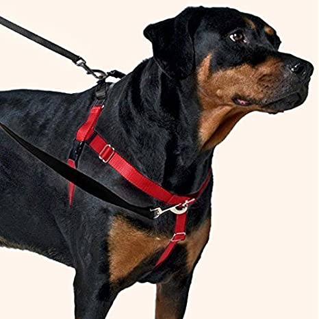The Best No-Pull Harnesses For Walking Dogs post thumbnail image