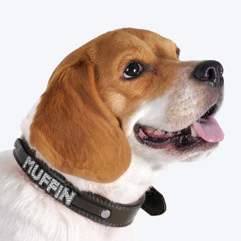 If you want a No pull harness for dogs, the store offers a variety of them that you may like post thumbnail image