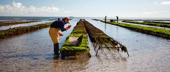 Do you know the obstacles of oyster farming? post thumbnail image