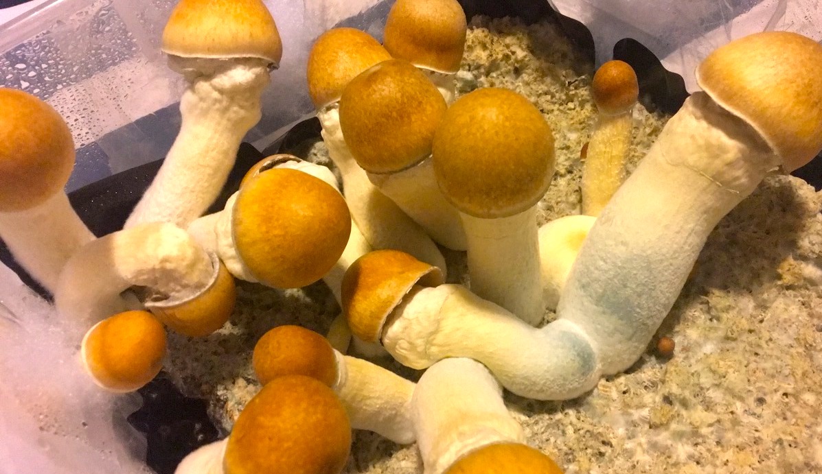 The best magic mushrooms may be found in Shrooms Toronto post thumbnail image