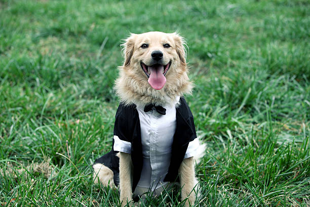 For the Puppy Who wishes to Be Fine and Dapper – The Best 6 Dog Wedding Outfits post thumbnail image