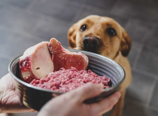 The Best Raw dog food Brands on the Market post thumbnail image