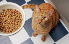 Best Quality Cat Food to Buy – Choose from These 5 Healthy and Delicious Options for a Well-Balanced Diet post thumbnail image