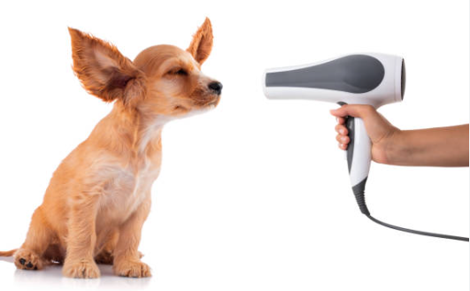 Do the job Quickly with all the Right Puppy Blow Dryer post thumbnail image