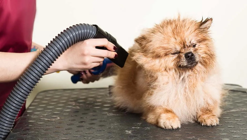Greatest Support help guide Picking the best Dog Hair Dryer post thumbnail image
